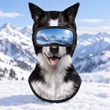 Black & White Dog